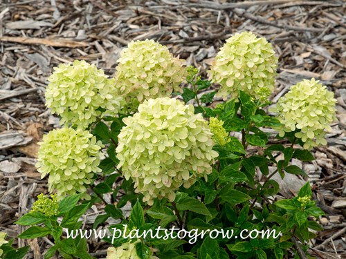 Hydrangea 'Little Lime' (Hydrangea paniculata)